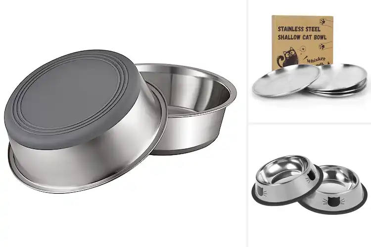 Detailed view of Best Pet Feeding Dishes
