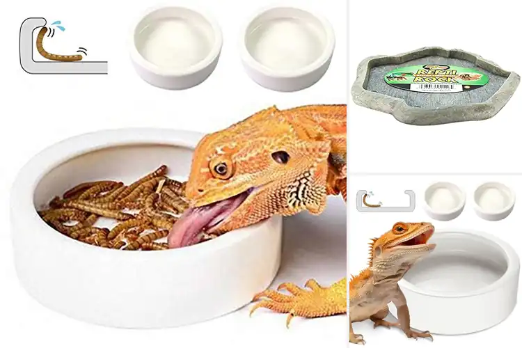 Detailed view of Best Reptile Food Dishes