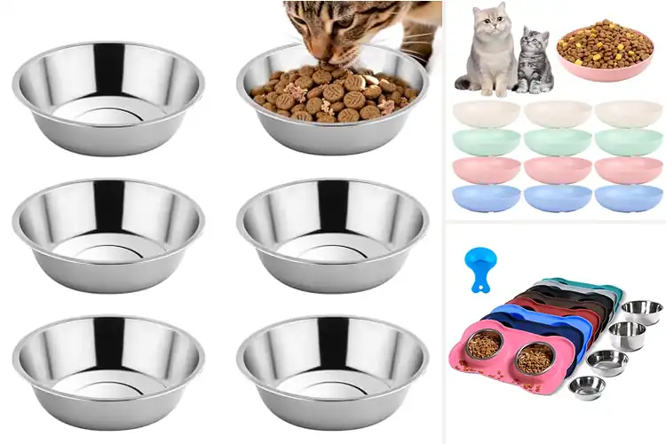 Detailed view of Best Small Pet Bowls: 10 Top Picks for Happy Mealtimes